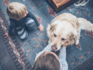 Pet-owner tenants; Weighing up the risks and benefits