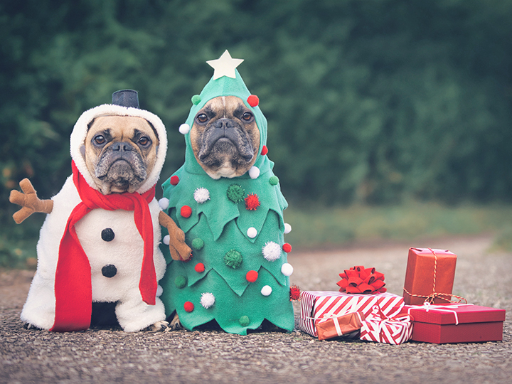 Christmas party with pet and family dress ups.